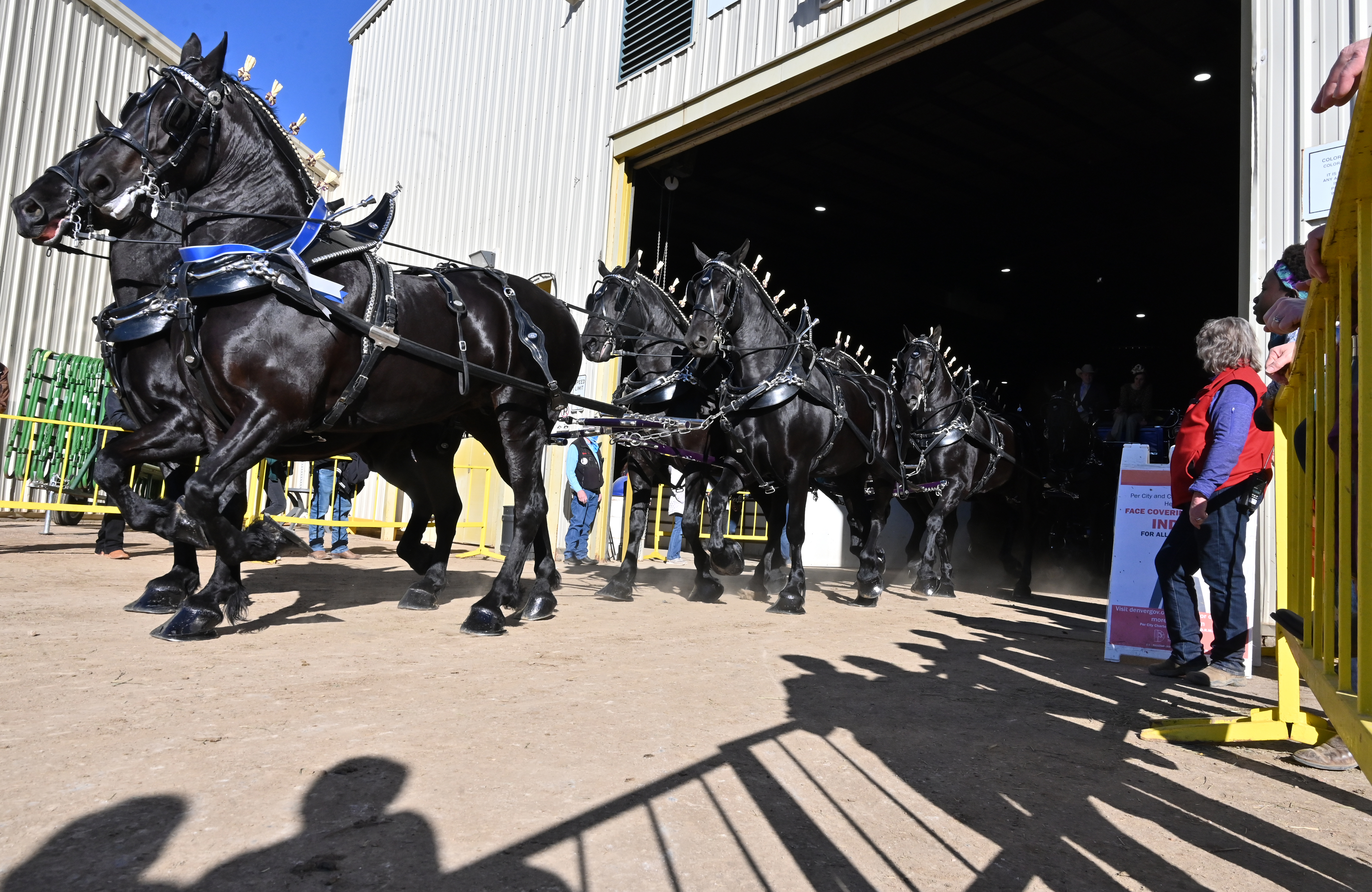 Sunday was the last, but not the least day of the National Western Stock Show in Denver. The Draft horse show made for a grand finale. (Photo by Jerilee Bennett, The Gazette) (Jerilee Bennett)