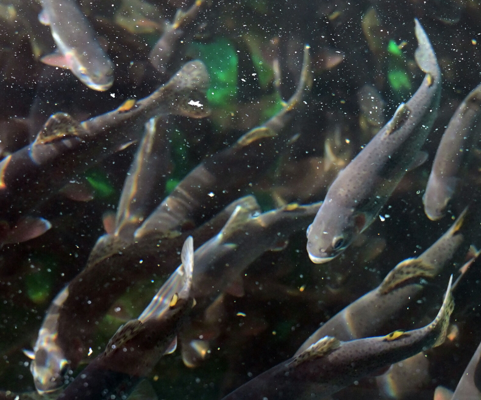State fish: greenback cutthroat trout (Jerilee Bennett, The Gazette)
