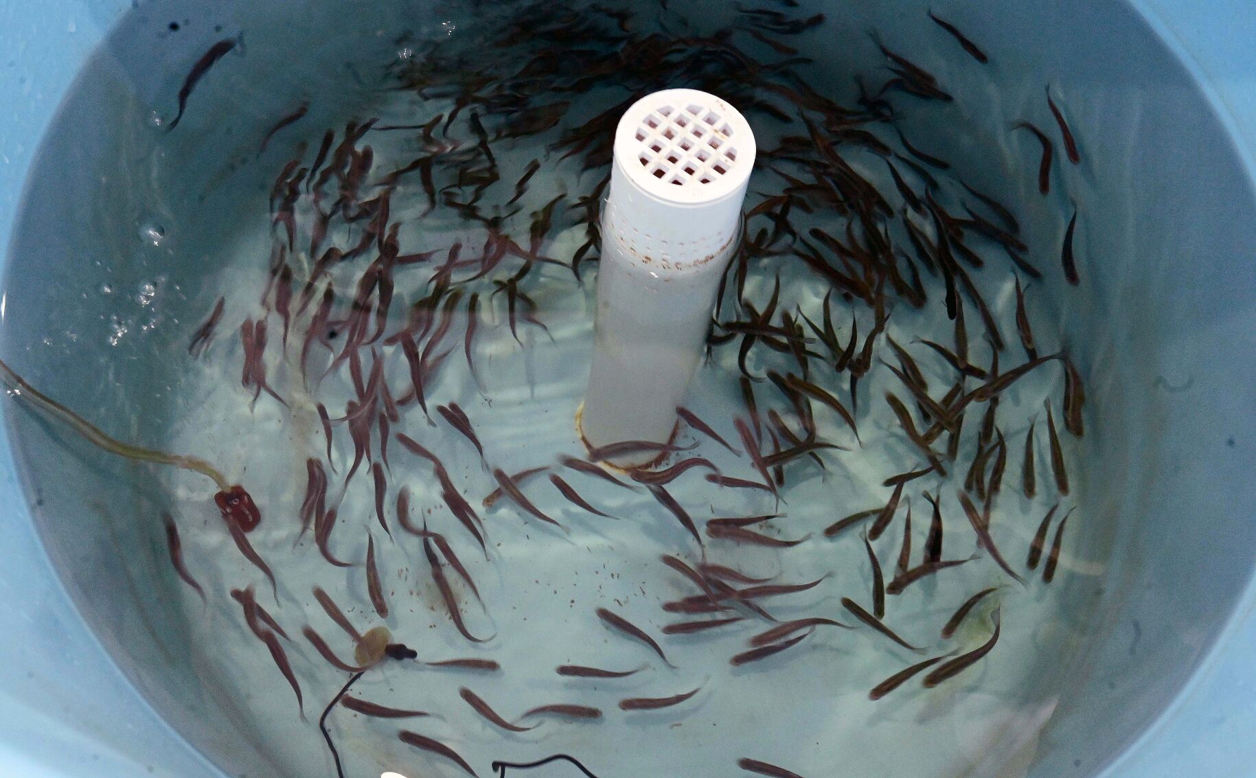 Very young greenback cutthroat trout swim in a tank at the Leadville National Fish Hatchery. (Jerilee Bennett)