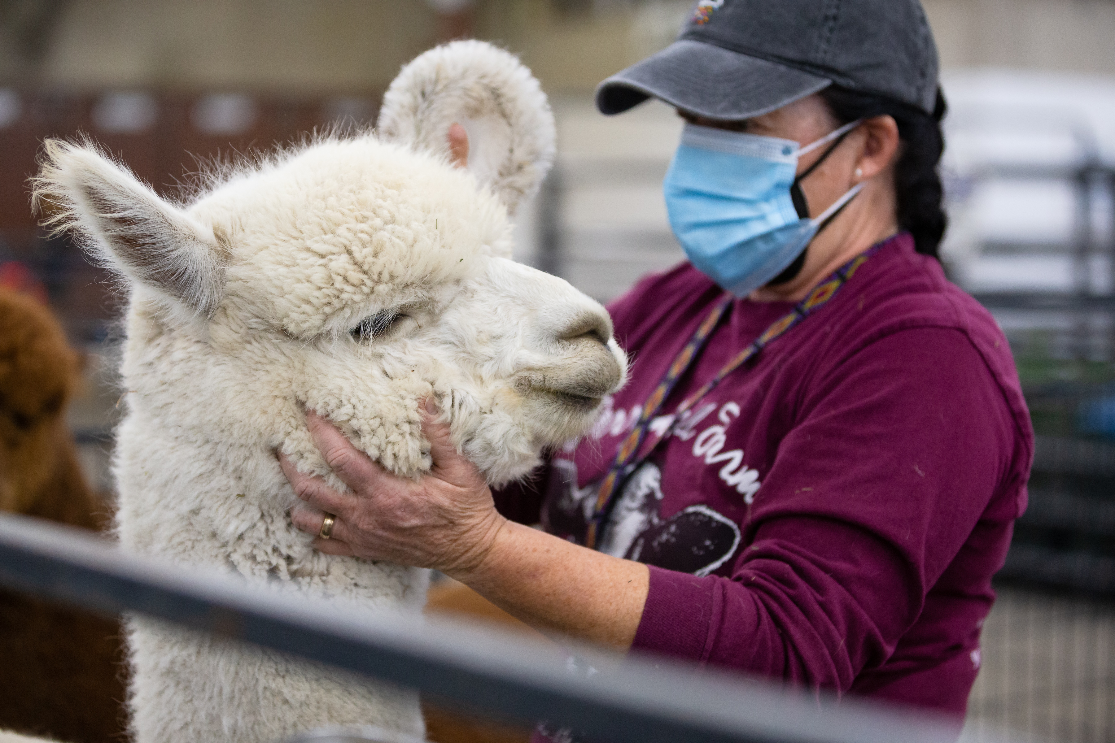Candy Gunning brushes Lead Belly, her three-year-old alpaca, on the first day of the 116th National Western Stock Show on Saturday, Jan. 8, 2022, in Denver, Colo. (Liz Copan / special to The Denver Gazette) (Liz Copan)