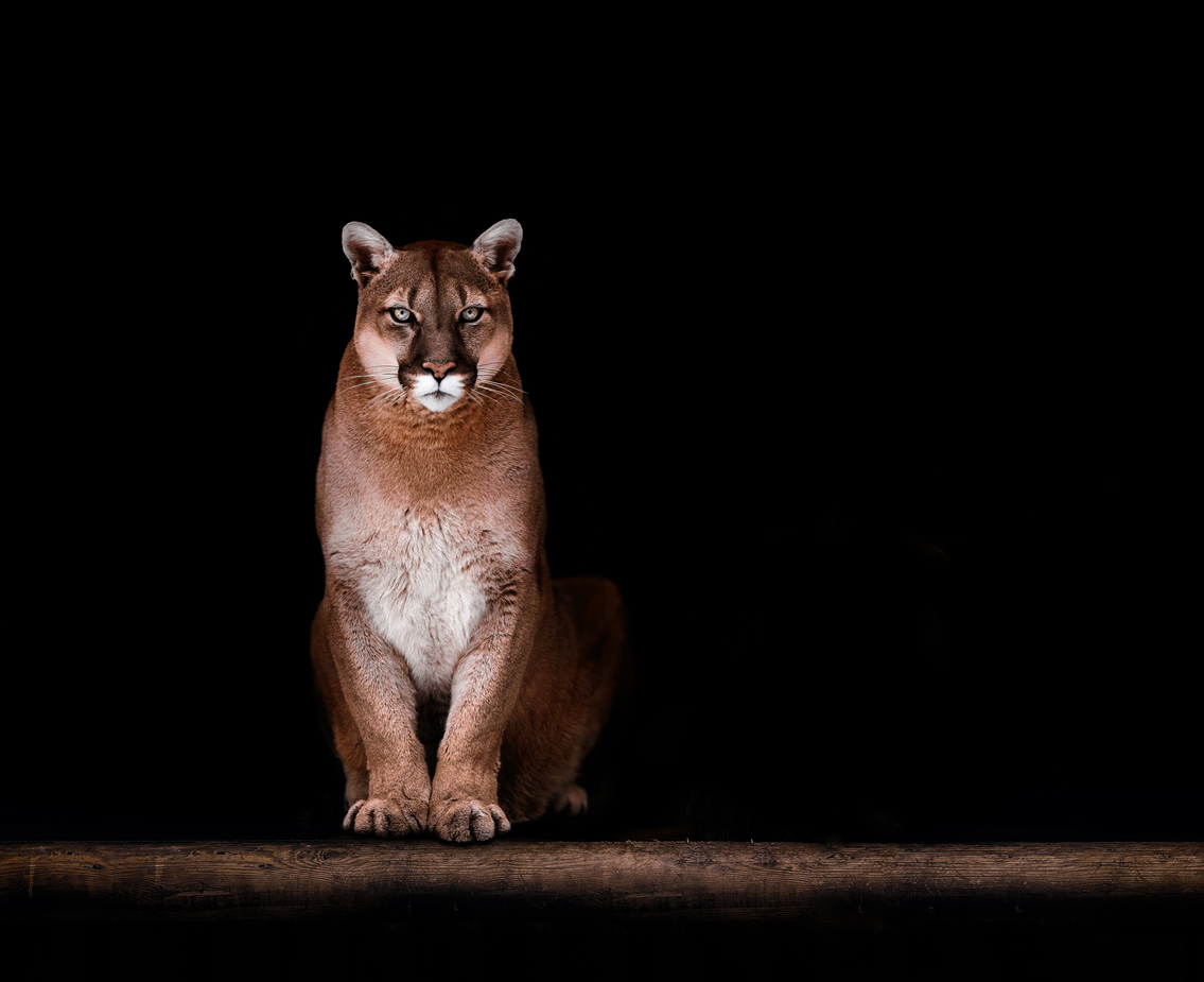 Mountain lion, file photo. Photo Credit: Evgeny555 (iStock). (Evgeny555)