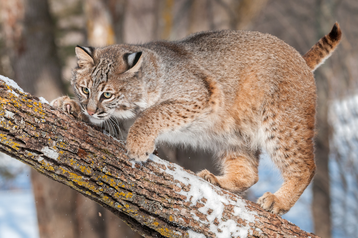 Photo Credit: gkuchera (iStock). (gkuchera)