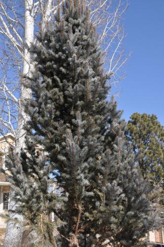 Year-round gardening: Right-sizing plants for your Colorado landscape