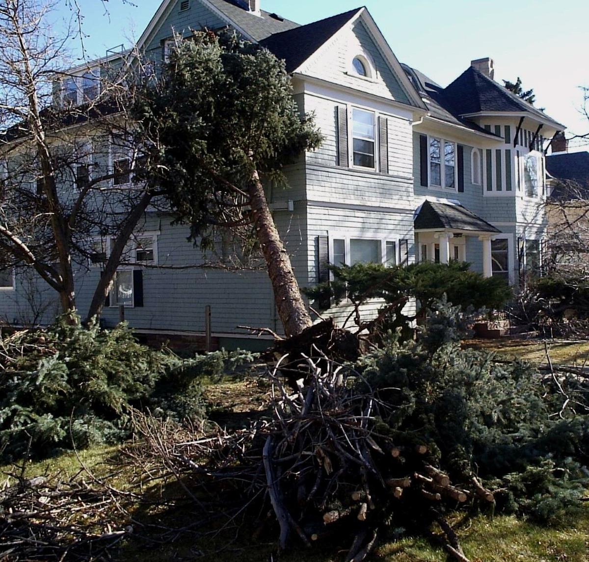 Trail Talk: Tears shed over Colorado Springs trees lost in December windstorm
