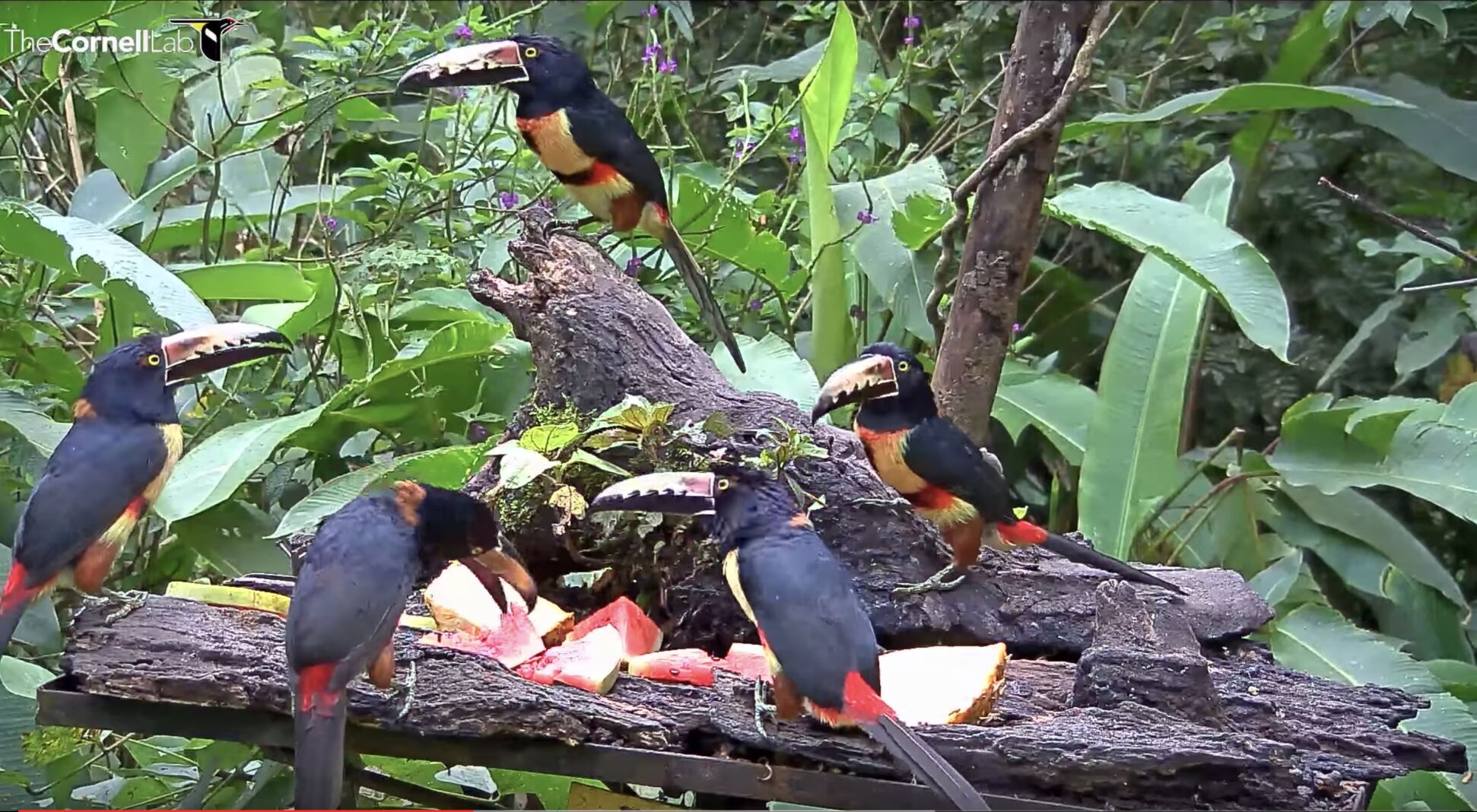 Collared aracari show off for The Cornell Lab’s Panama fruit feeder live cam. (Courtesy of Cornell Lab Bird Cams — AllAboutBirds.org/Cams)