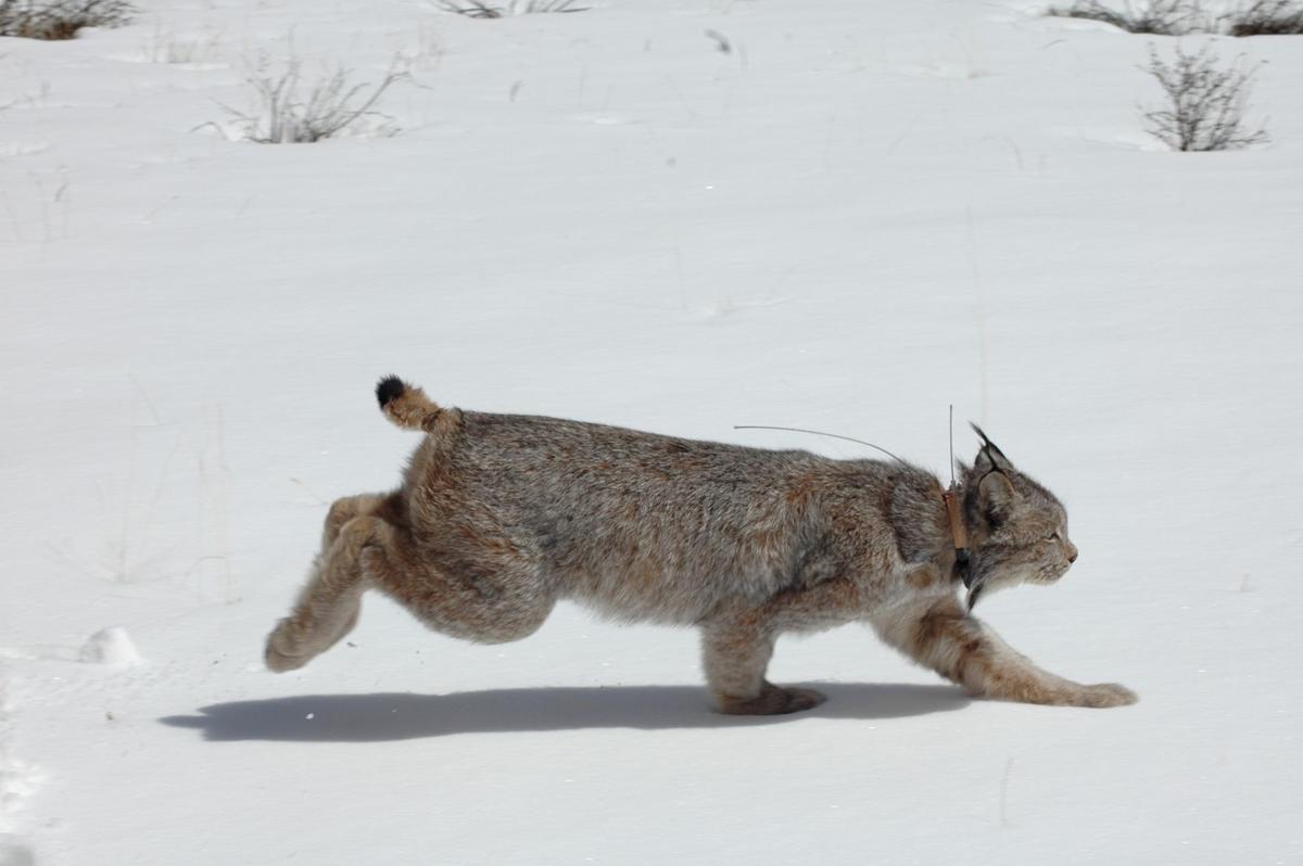 Photo Credit: Colorado Parks and Wildlife.