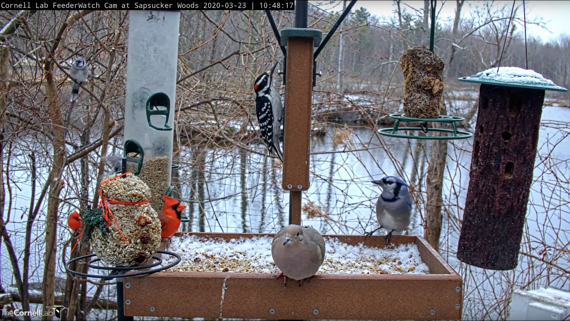 Millions of people watch The Cornell Lab's live bird cams. Photo credit: Cornell Lab Bird Cams — AllAboutBirds.org/Cams