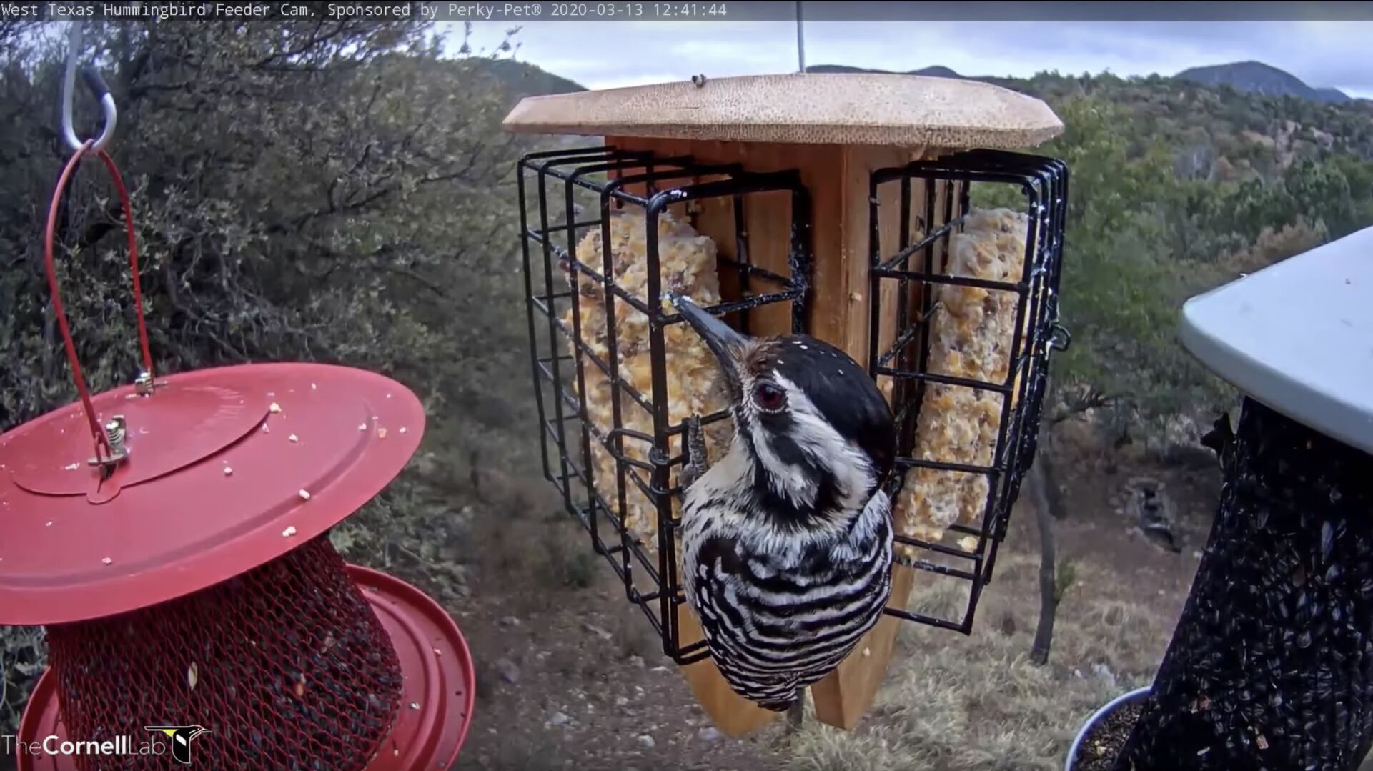 A ladder-backed woodpecker chows down while being captured by The Cornell Lab’s live bird cams. (Cornell Lab Bird Cams — AllAboutBirds.org/Cams)