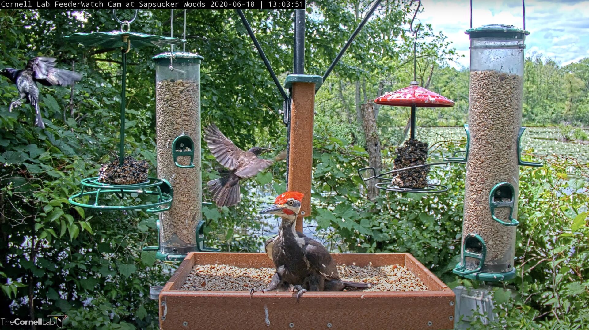 The Cornell Lab live bird cams started in 2012. There are about six or seven cams up right now, but that number increases to about 15 during breeding season. Photo credit: Cornell Lab Bird Cams — AllAboutBirds.org/Cams