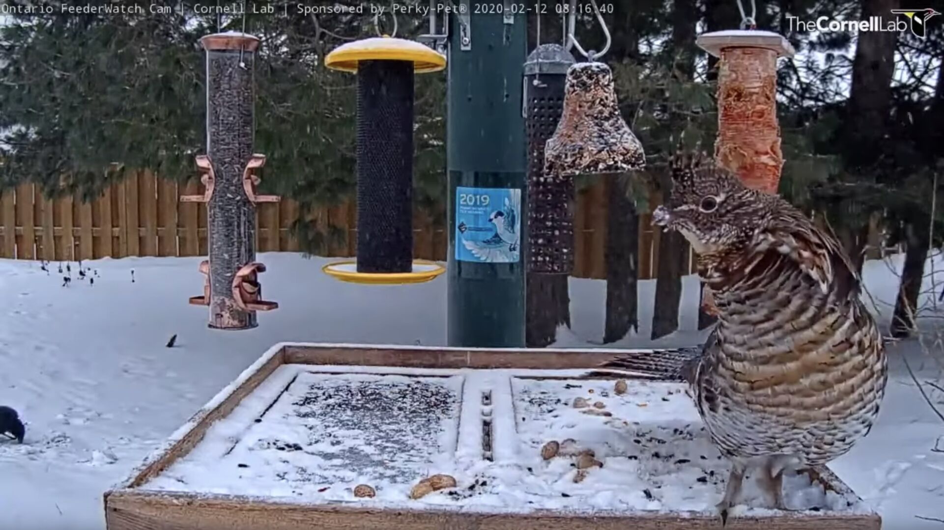 A ruffed grouse hangs out at The Cornell Lab’s Ontario, Canada, feeder. Photo {span}credit: Cornell Lab Bird Cams — AllAboutBirds.org/Cams{/span}