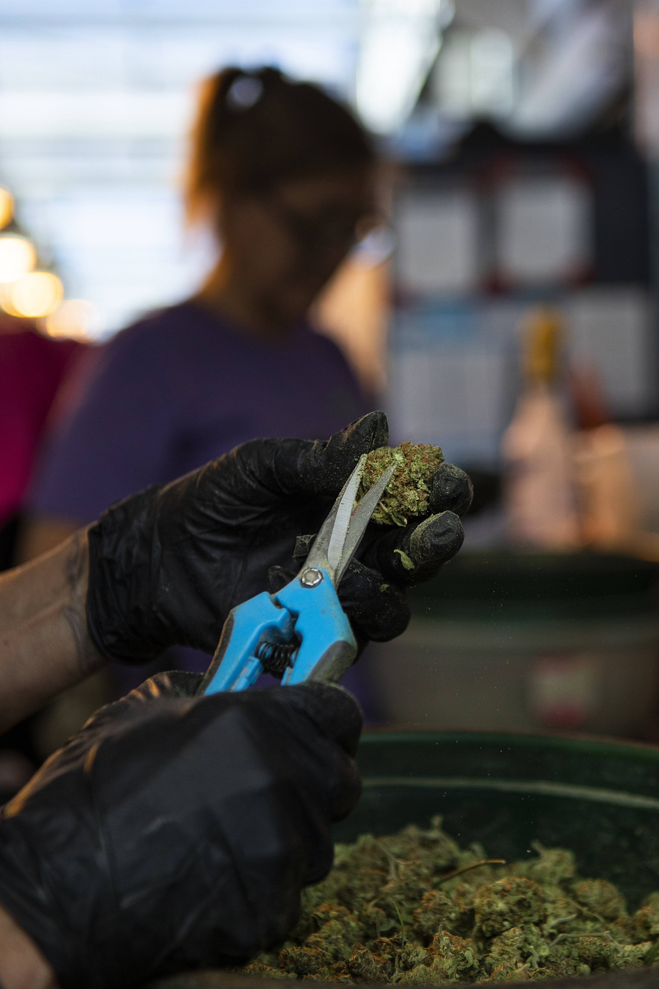 Processors Barbara Sendejas, front, and Deborah Aranda trim cured marijuana, nearly ready for packaging and sale, at the Euflora cannabis greenhouse on Monday, Feb 28, 2022, in Denver, Colo. (Timothy Hurst/The Denver Gazette)