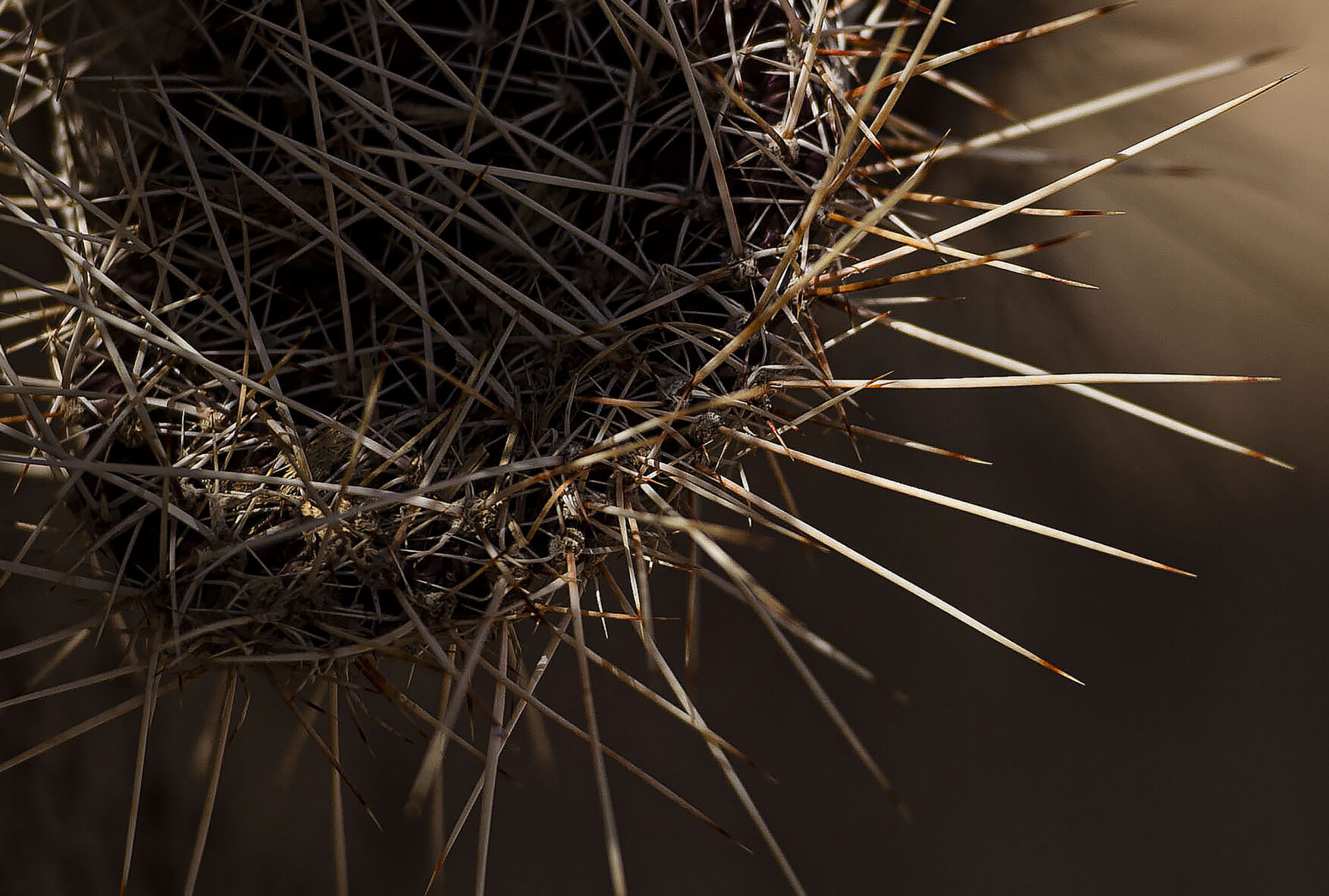 Cactus lines the top wall of the entrance into Bent's Old Fort National Historic Site in La Junta, Colo., on Feb. 23, 2022. The two-story adobe fort was reconstructed in 1976 to bring back the history of the largest fur trading outfit in the southwest of the Santa Fe Trail. The fort was established around the 1830’s and during the beginning of the “chaotic soap opera,” as Kisthart described it, the main business was trading with plains Indians for buffalo robes. (Chancey Bush /The Gazette) (Chancey Bush/ The Gazette)