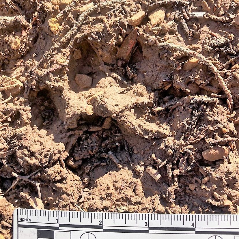 Investigation underway after man attacked by mountain lion in Montezuma County