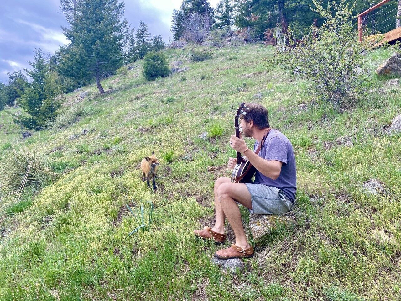 Leftover salmon and fox