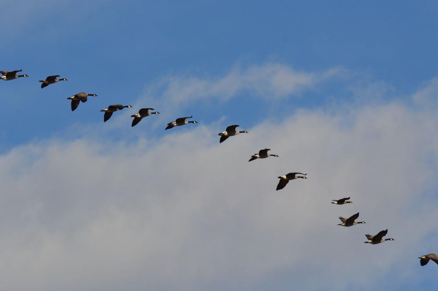 canada geese at arsenal.jpg