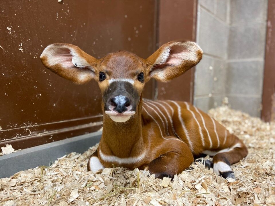 Meet Winston, an endangered bongo calf new to the Denver Zoo