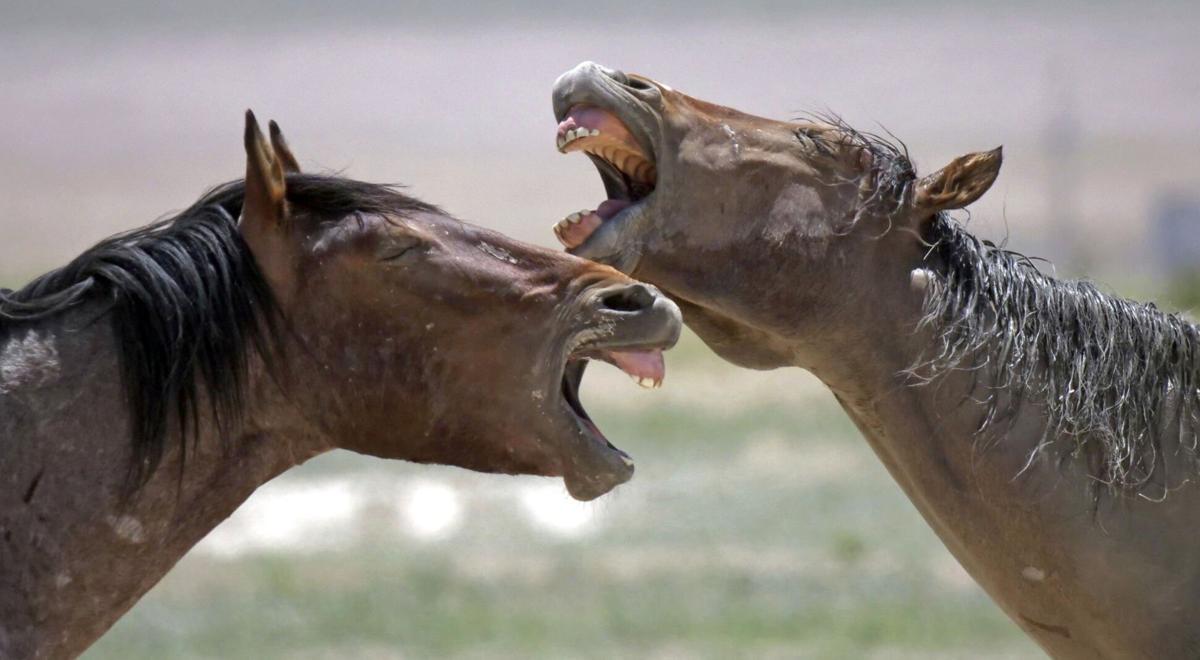 Court upholds seizure of Park County horses in animal cruelty case