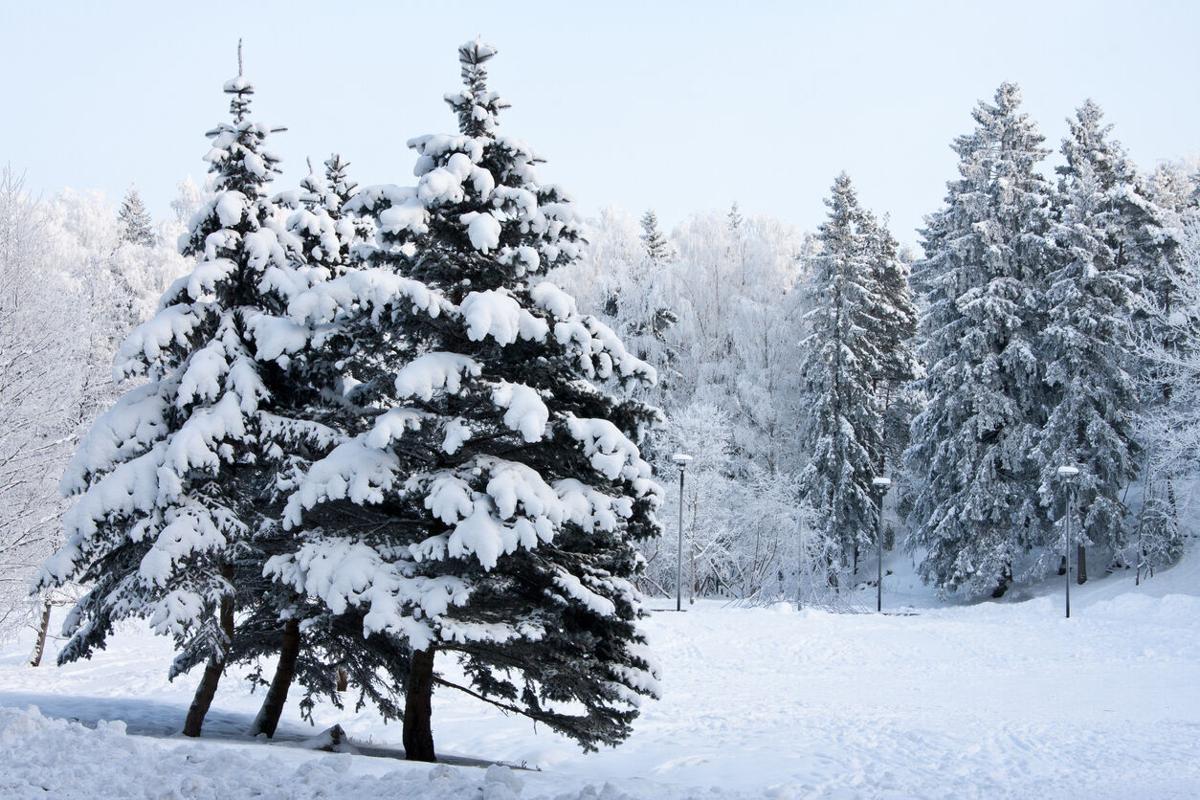 Snowy spruces in the winter landscape Photo Credit: Kissalo (iStock).