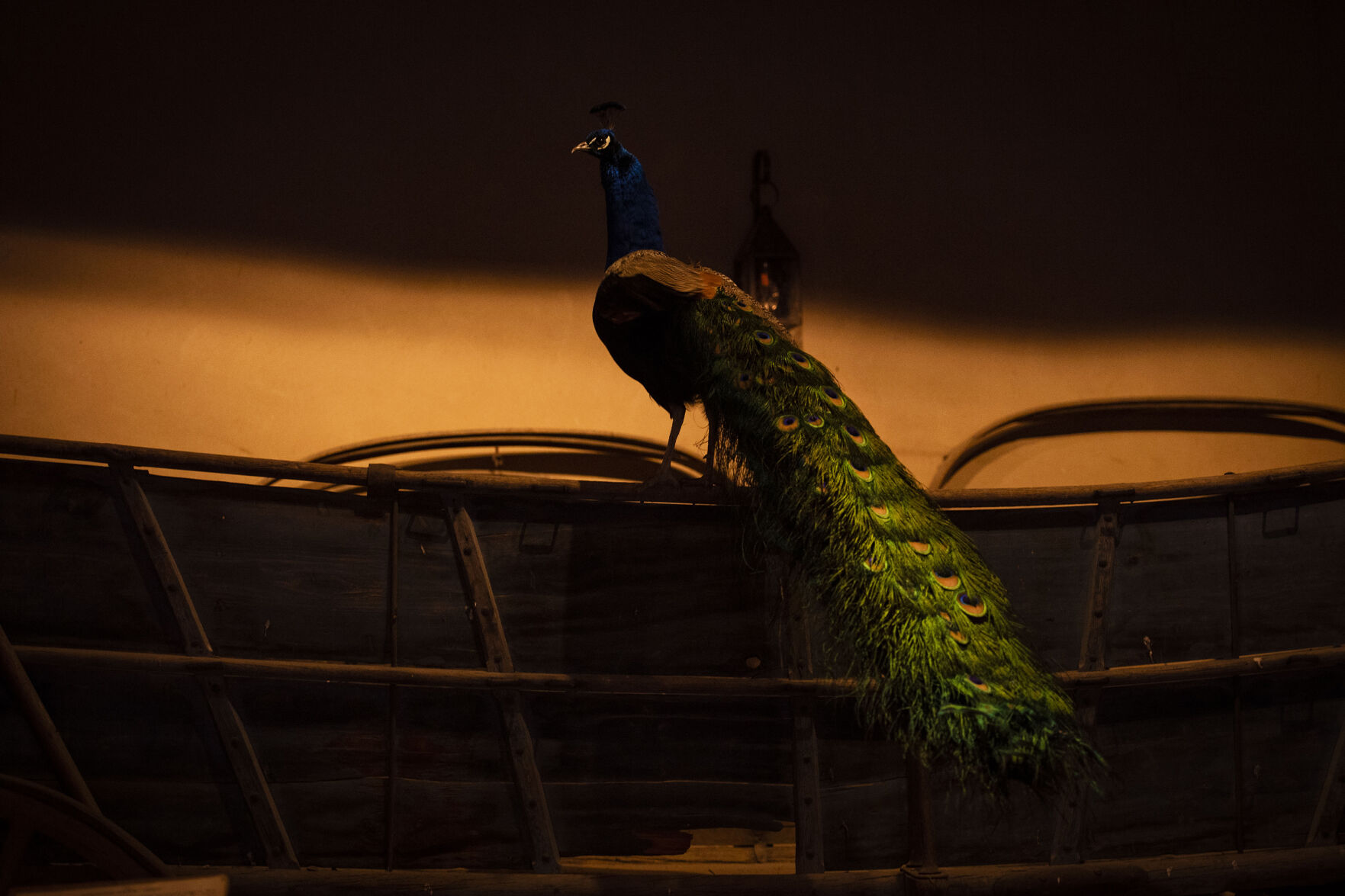 A peacock perches on a wagon at Bent’s Old Fort National Historic Site last month in La Junta. (Chancey Bush/ The Gazette)
