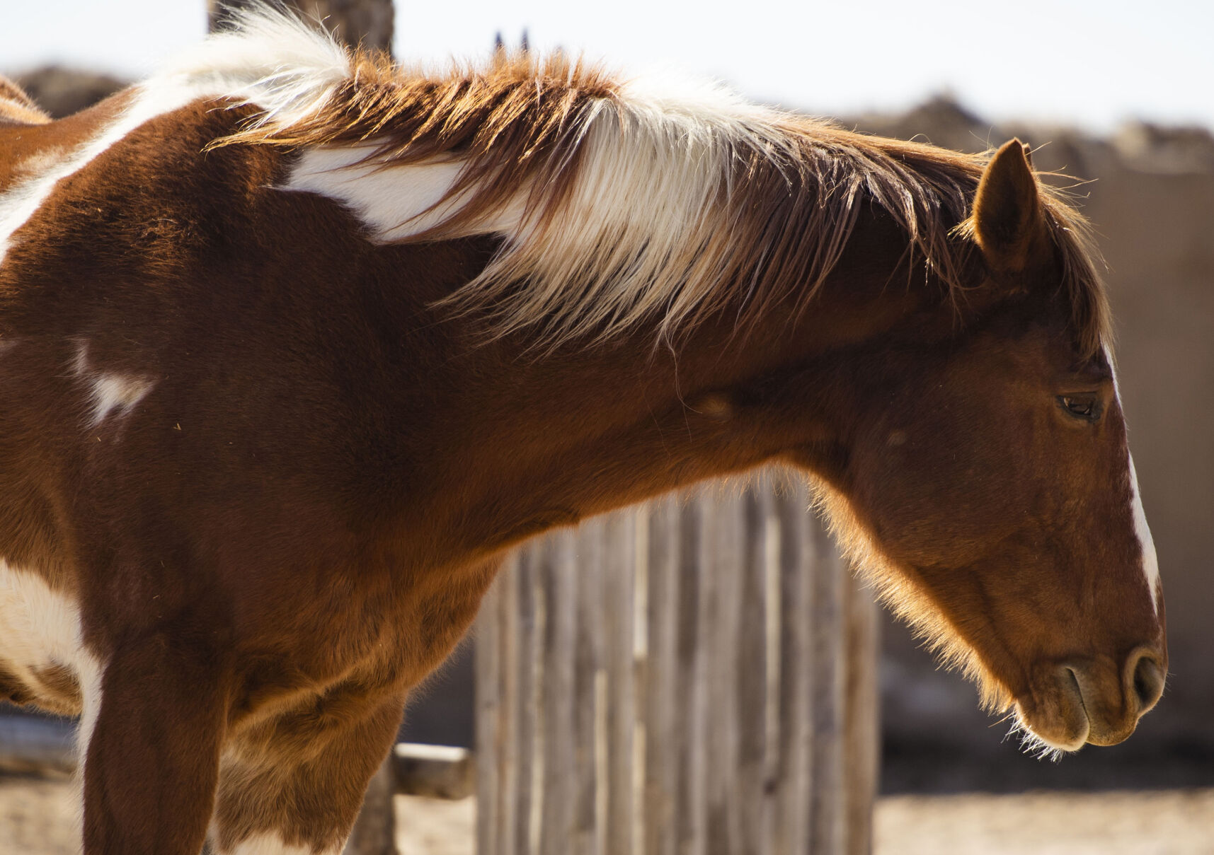 A horse at Bent's Old Fort National Historic Site in La Junta, Colo., on Feb. 23, 2022. The two-story adobe fort was reconstructed in 1976 to bring back the history of the largest fur trading outfit in the southwest of the Santa Fe Trail. The fort was established around the 1830’s and during the beginning of the “chaotic soap opera,” as historical interpreter Bob Kisthart described it, the main business was trading with plains Indians for buffalo robes. (Chancey Bush /The Gazette) (Chancey Bush/ The Gazette)