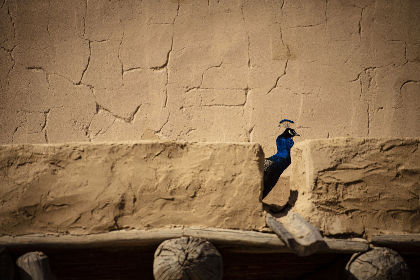 A peacock wanders Bent's Old Fort National Historic Site in La Junta, Colo., on Feb. 23, 2022. The two-story adobe fort was reconstructed in 1976 to bring back the history of the largest fur trading outfit in the southwest of the Santa Fe Trail. The fort was established around the 1830’s and during the beginning of the “chaotic soap opera,” as Kisthart described it, the main business was trading with plains Indians for buffalo robes. (Chancey Bush /The Gazette) (Chancey Bush/ The Gazette)