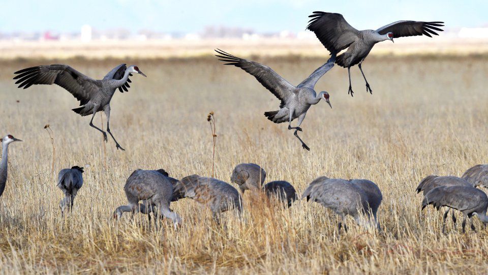 New initiative in western Colorado seeks answers to changing ways of sandhill cranes