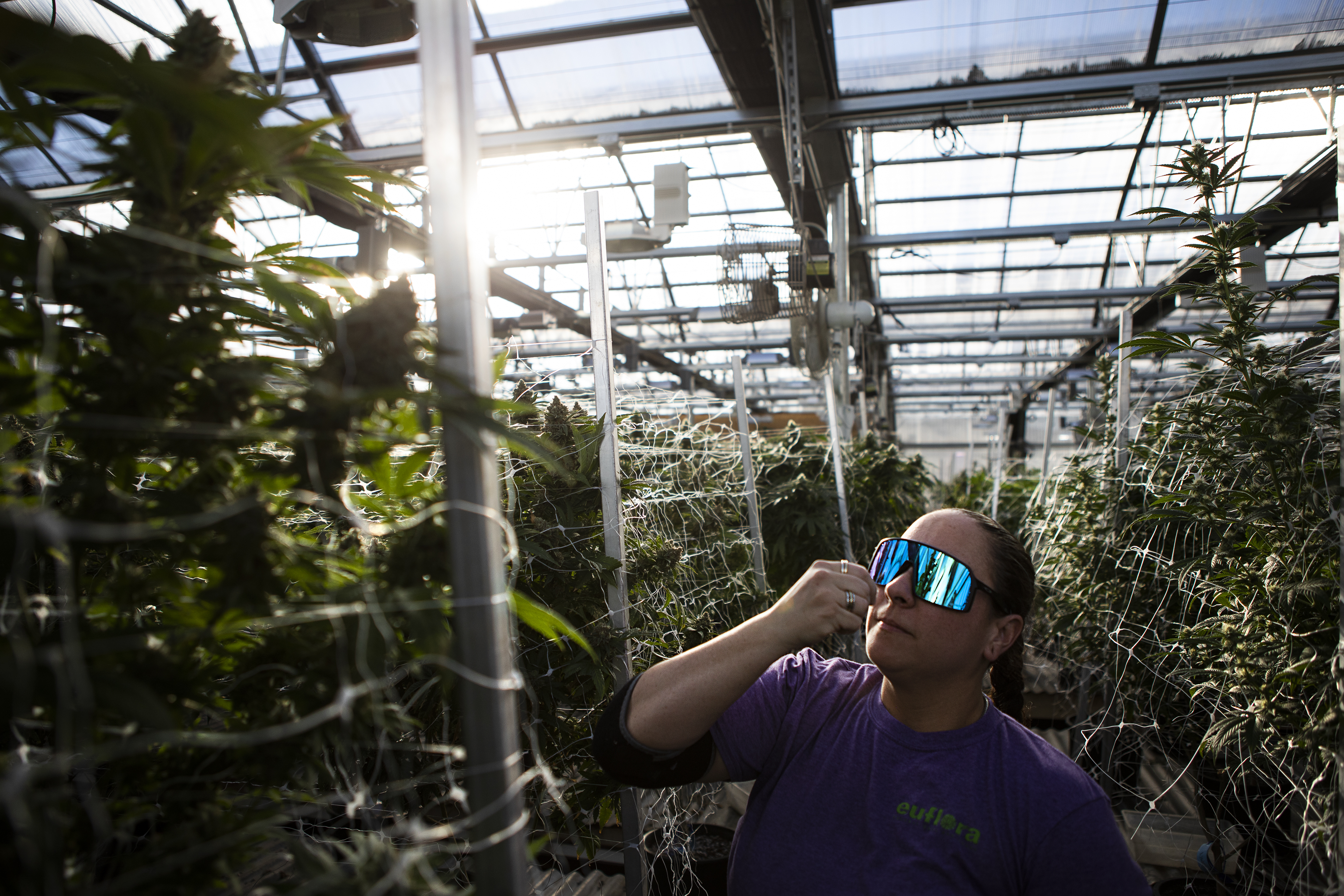 Director of cultivation Jess Cordova smells for resins on her fingers while inspecting a row of Apex strain plants at the Euflora cannabis greenhouse on Monday, Feb 28, 2022, in Denver, Colo. (Timothy Hurst/The Denver Gazette)