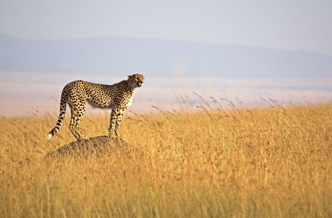 Photo Credit: WLDavies (iStock). (WLDavies)