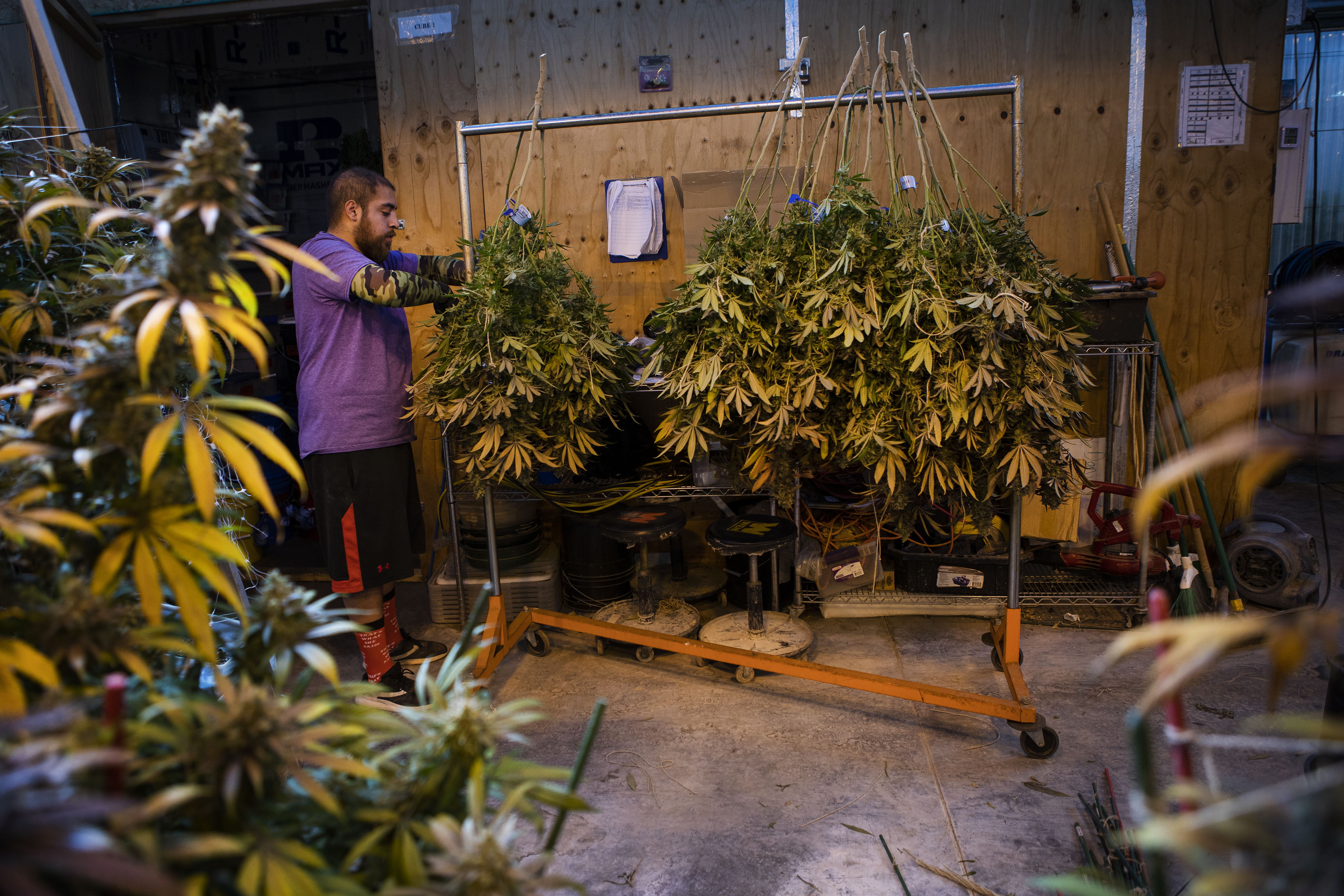 Robert Aguilar hangs a “Mac” strain marijuana plant upside-down on a rack while harvesting at the Euflora cannabis greenhouse on Tuesday, March 1, 2022, in Denver, Colo. (Timothy Hurst/The Denver Gazette)