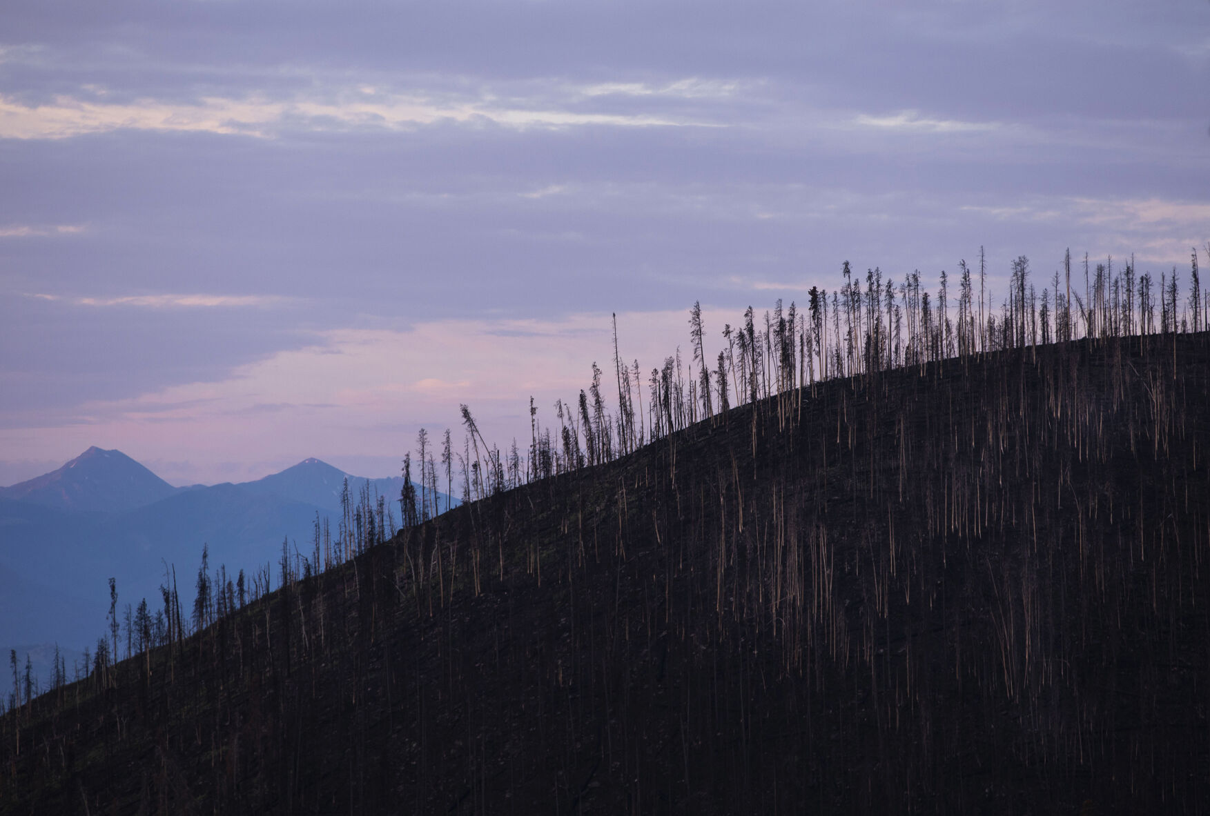 Burned trees stand near Stillwater Pass from the East Troublesome fire in Grand Lake on July 22, 2021. (Chancey Bush, Gazette file)