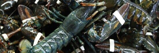 WATCH: Maine's 'Lobster Lady' still going strong at 101