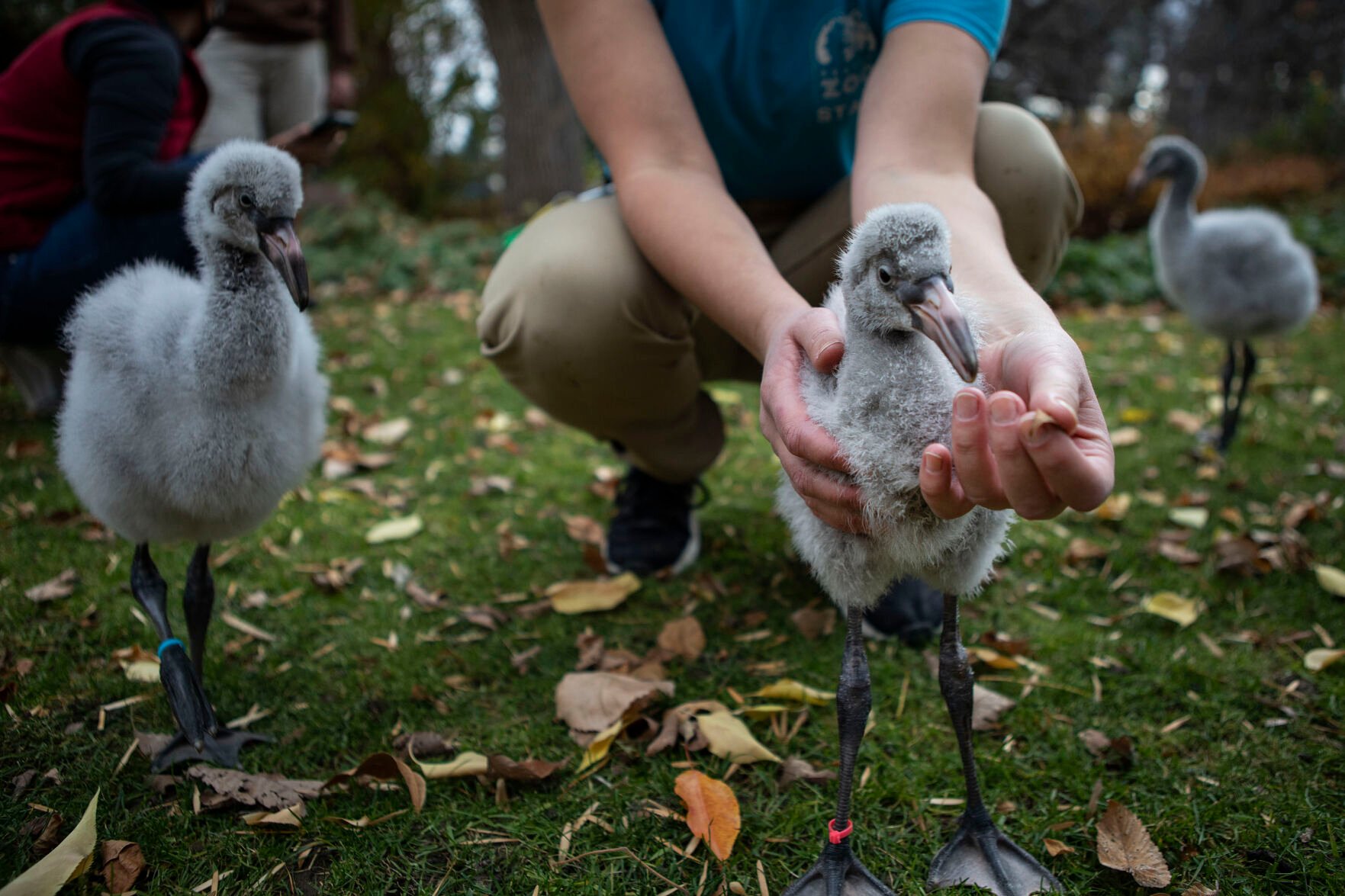 Denver Zoo bird keeper Gianna Catanzaro plucks a leaf from the beak of one of the zoo’s three Chilean flamingo chicks during their daily exercise walk on Monday, Nov. 15, 2021, in Denver, Colo. (Timothy Hurst/The Gazette) (Timothy Hurst)