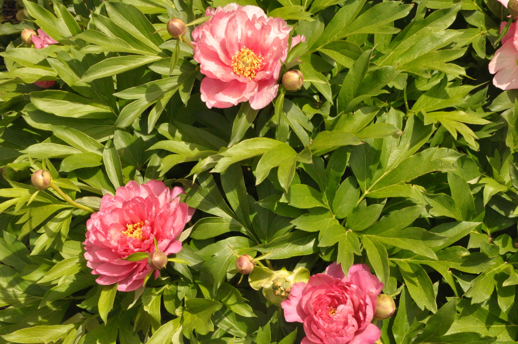 Year-round gardening: How to conserve water in gardening’s busy season