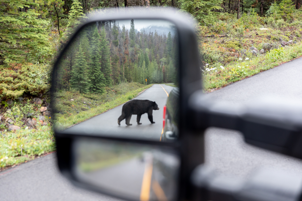 CPW warns of increased bear activity as they emerge from hibernation