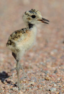 Mountain Plover Festival returning to Colorado