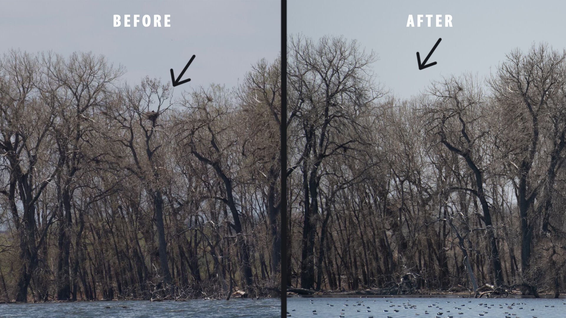 A volunteer found the downed tree. Park Rangers believe that it fell April 6 and because there's so much water in the area, there was no sign of the nest of or any eggs. (Colorado Parks and Wildlife)