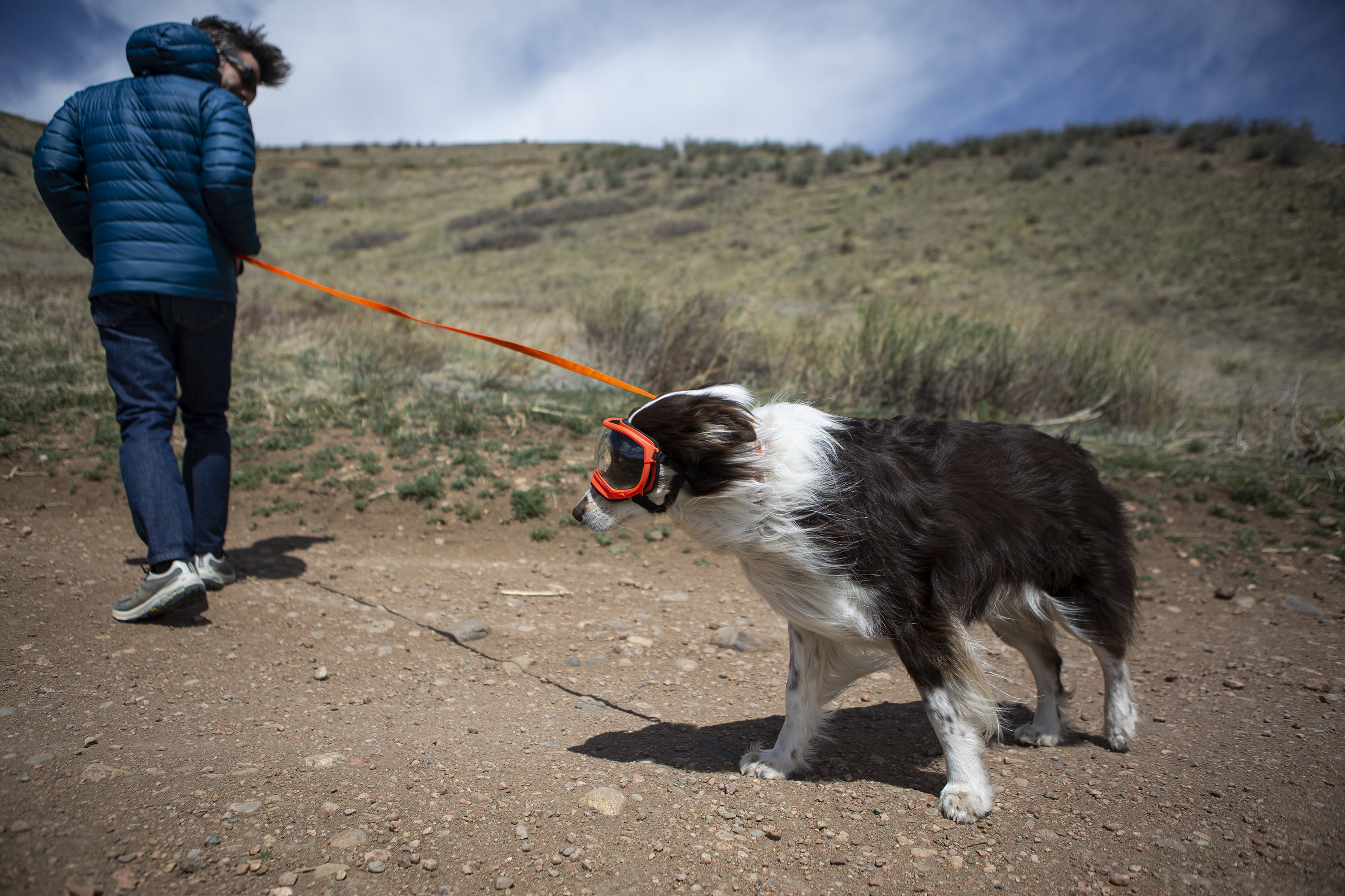 Five-year-old Austrian shepherd Ollie tries out his “doggles” for the first time walking into the wind with owner Alex Highstein on Friday, April 29, 2022, on Green Mountain Trail at William Frederick Hayden Park in Lakewood, Colo. (Timothy Hurst/The Denver Gazette) (Timothy Hurst)