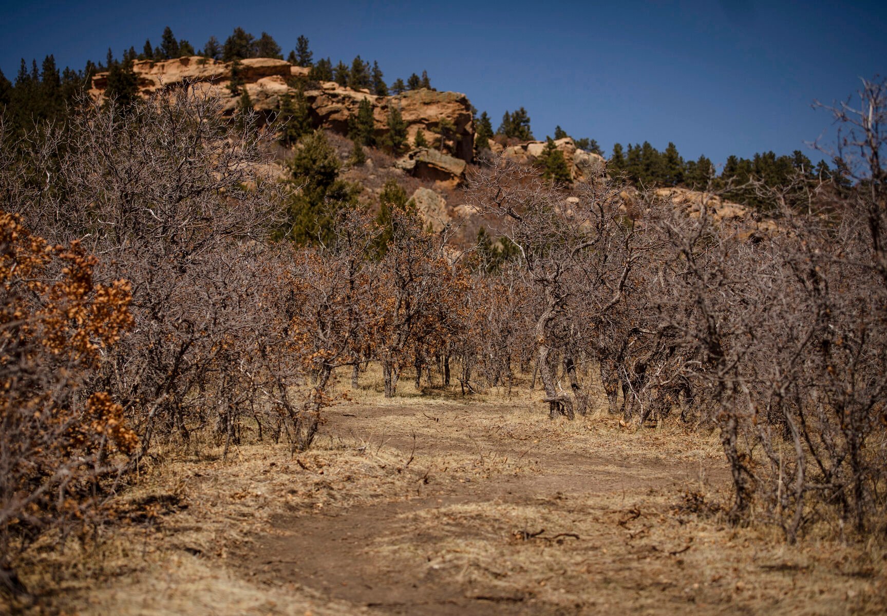 The Far View Trail at Santa Fe Open Space in Palmer Lake on Thursday, April 7, 2022. El Paso County Parks newest open space spans 65 acres below the southern slopes of Ben Lomand Mountain. (Chancey Bush/ The Gazette) (Chancey Bush/ The Gazette)