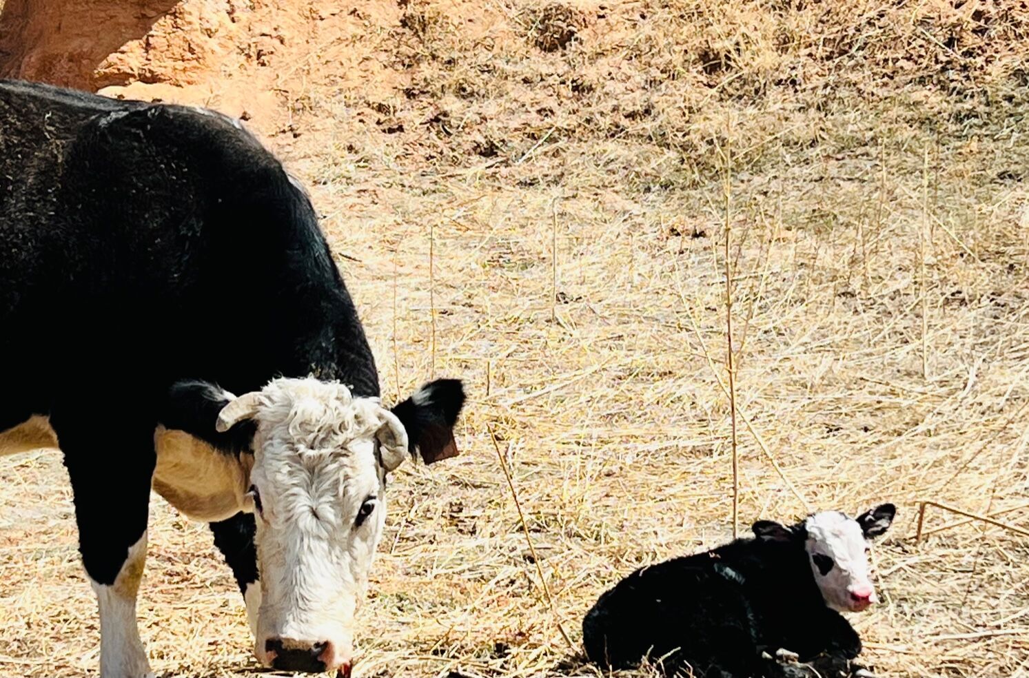 Cattle don't have much to graze, according to livestock ranchers. This photo was taken April 21, 2022 in Joes, Colorado on Highway 59 and Arikaree River Bed (Michelle Smith)