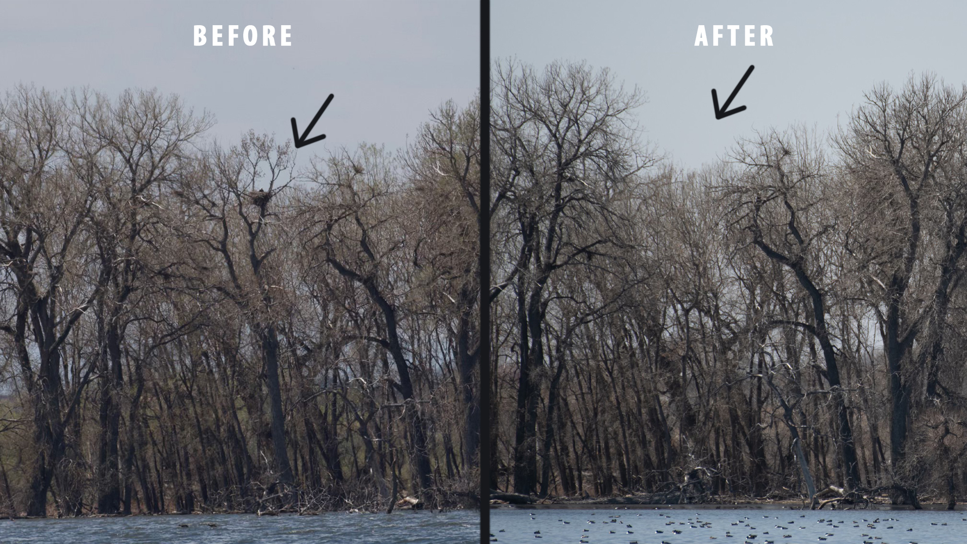 Eagle nesting tree toppled at Barr Lake State Park