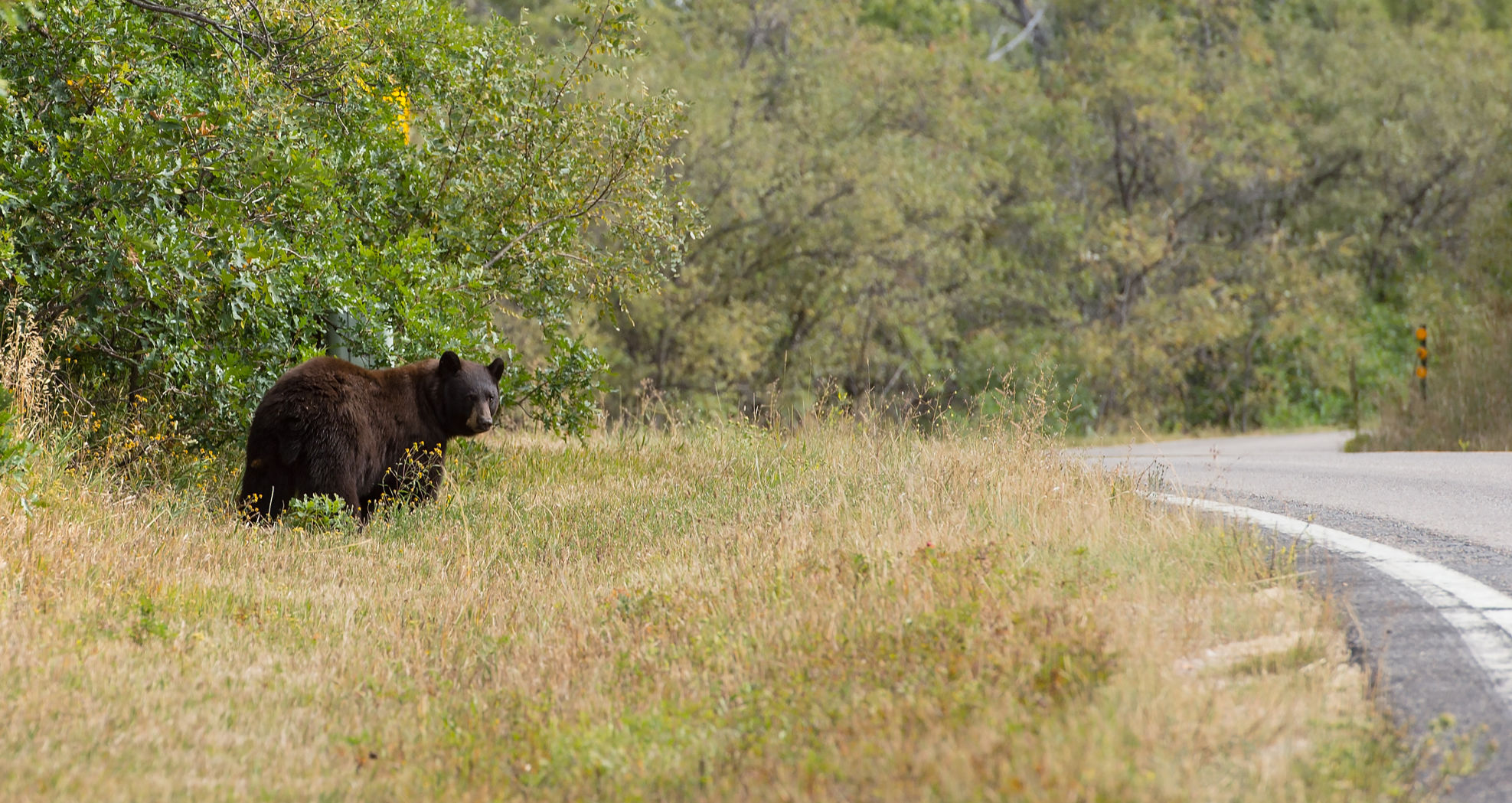 CPW warns of increased bear activity as they emerge from hibernation