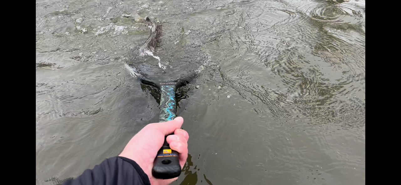 In 2002 and 2003, the Colorado River was so warm, fish could not survive. Paul Buchez takes advantage when the river runs high to fish, as he snares a fish with a net. (Paul Buchez)