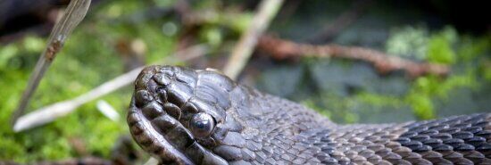 Australian COVID-19 testing center closed after venomous snakes discovered