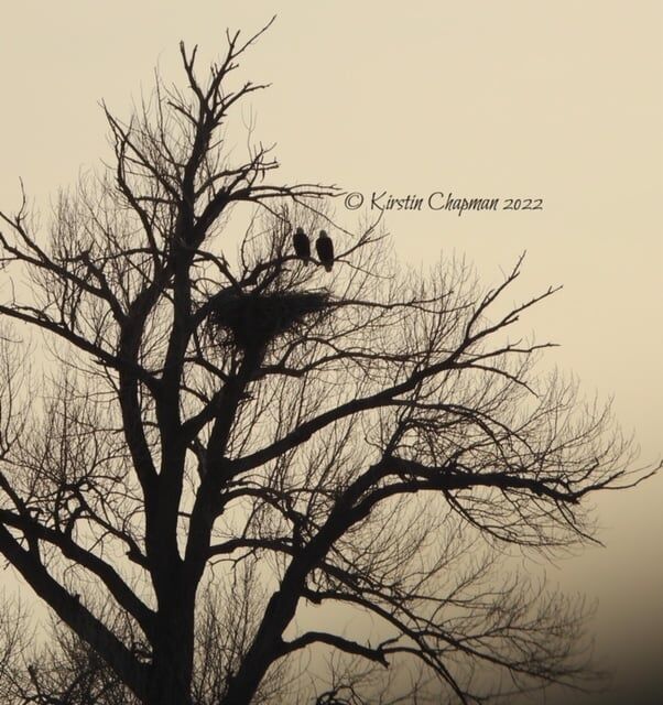 Standley Lake eaglets are believed to have died