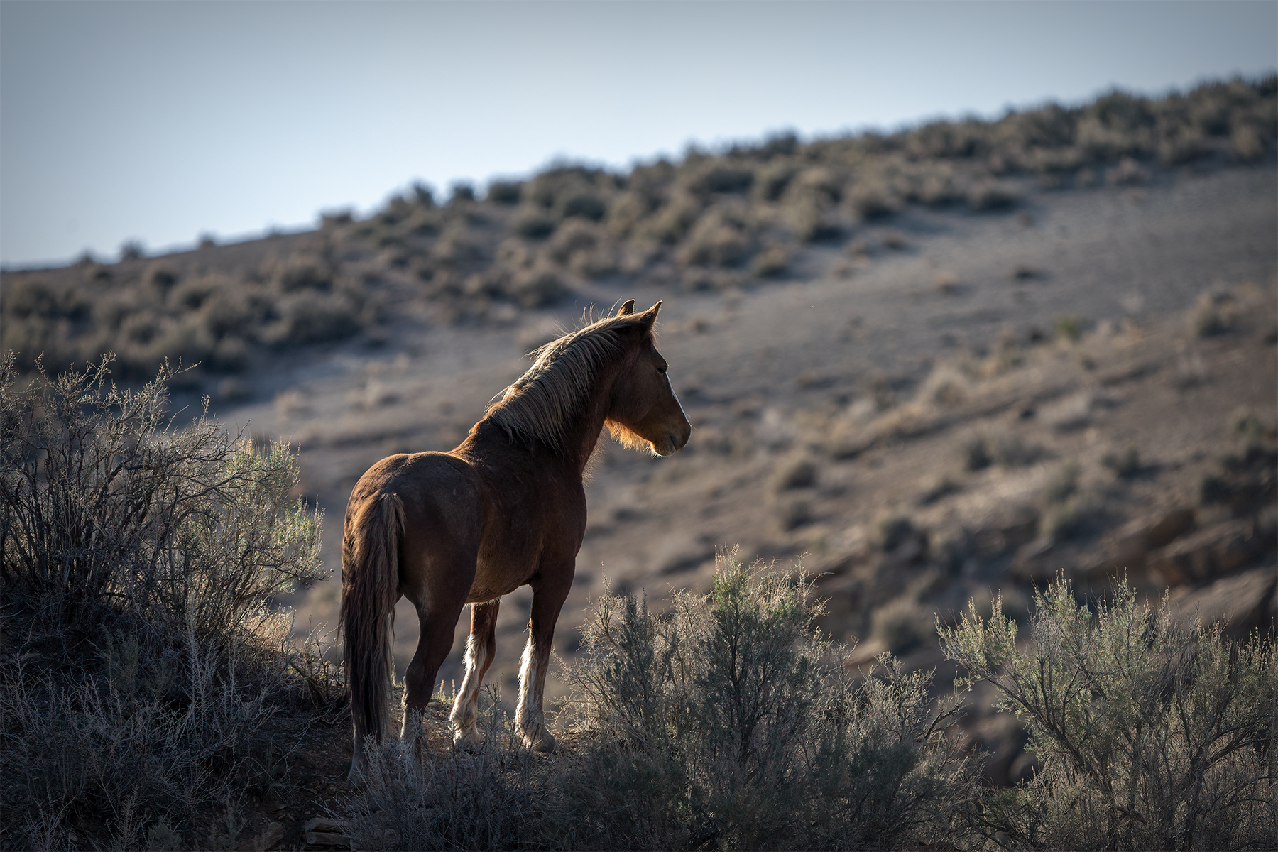Mysterious illness killing wild horses in Colorado revealed