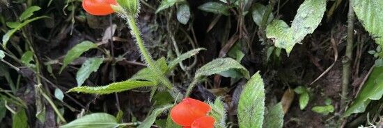 Plant named 'Gasteranthus extinctus' no longer extinct