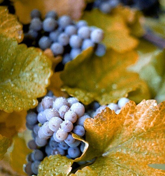 Year-round gardening: Growing backyard grapes in Colorado