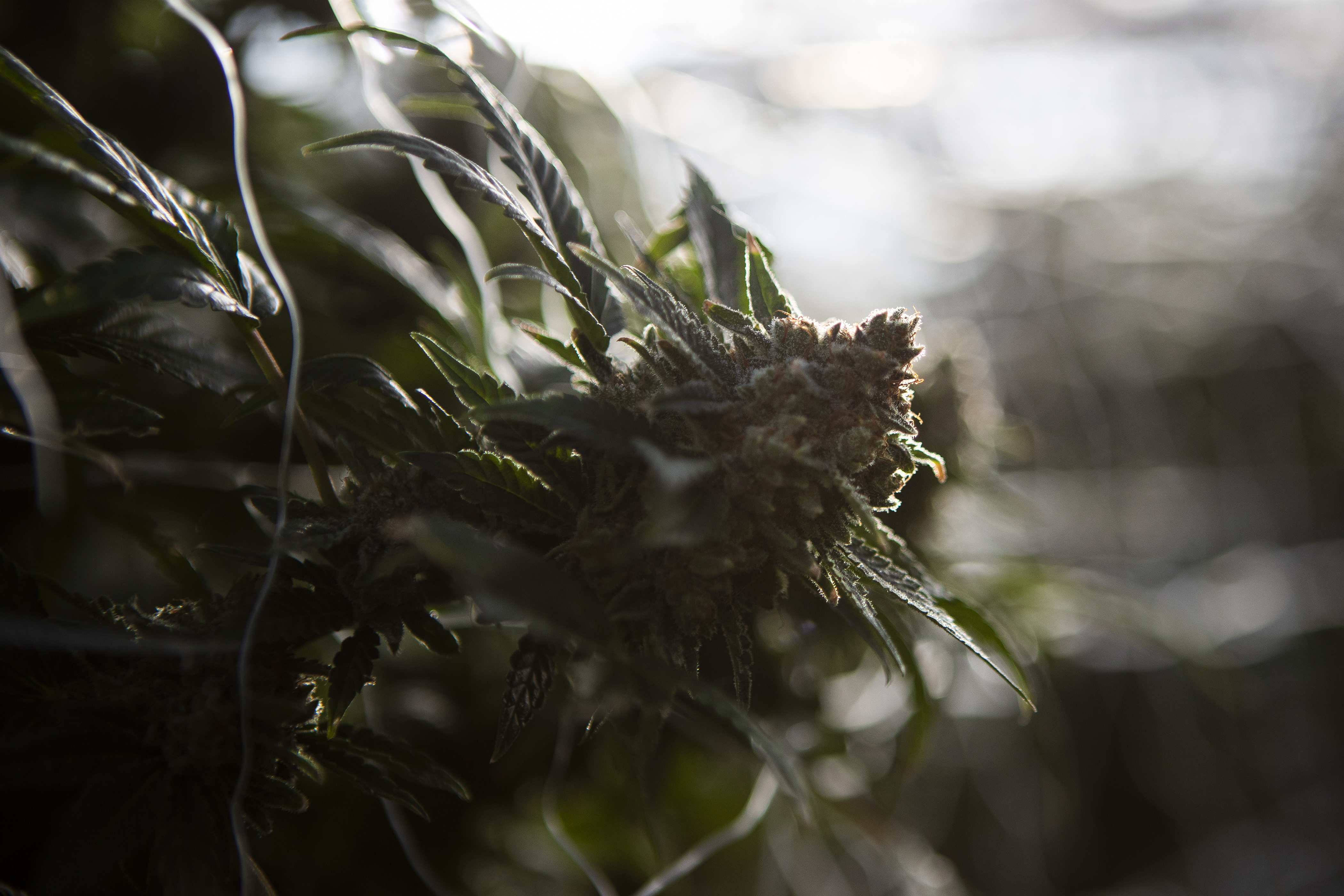 Colorado’s marijuana sales were down in February compared to 2021, but still higher than previous years