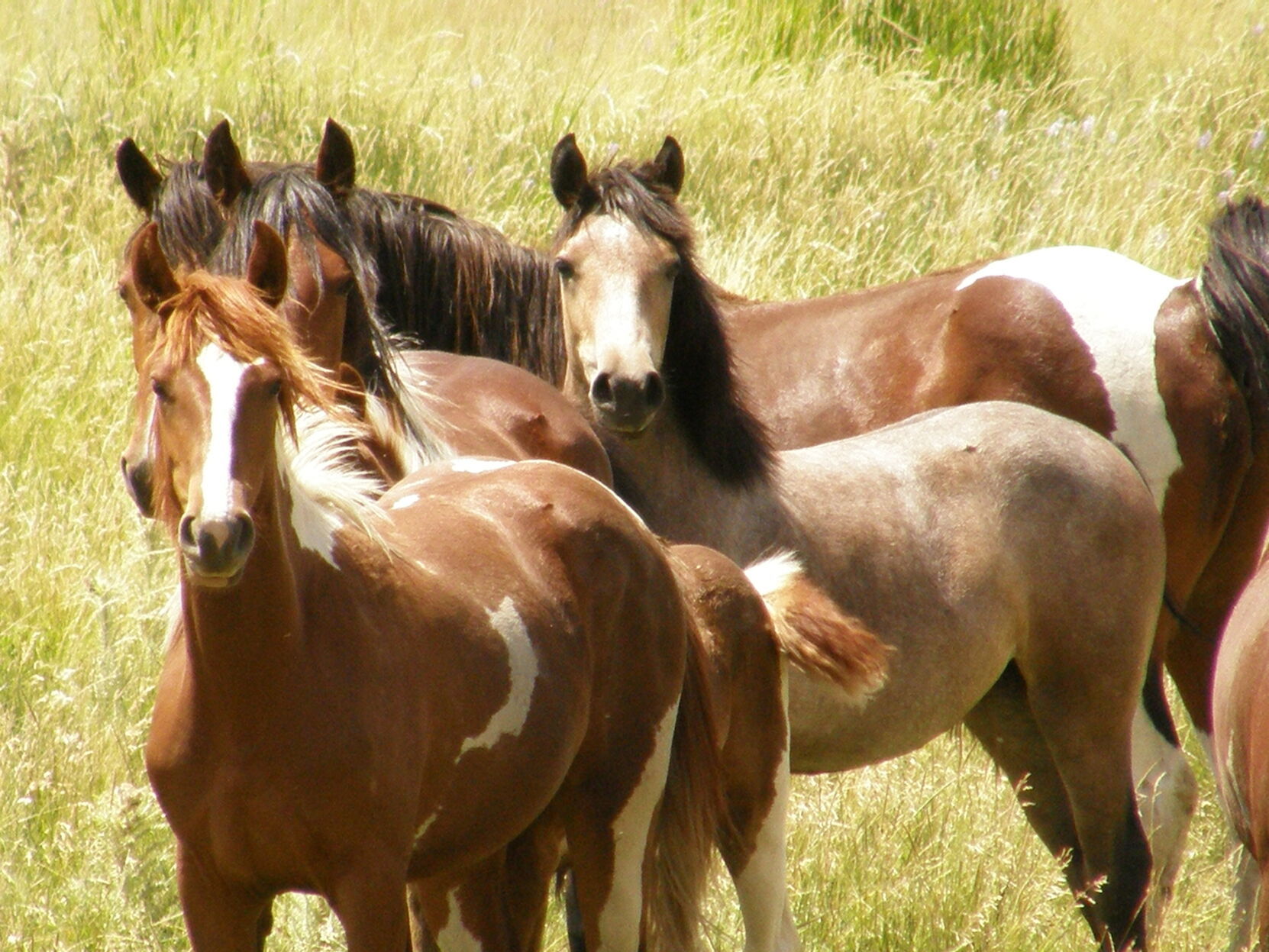 More horses die of mysterious disease at Colorado facility