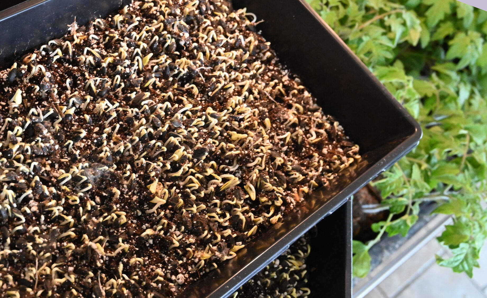 Sprouts from sunflower seeds .(Photo by Jerilee Bennett, The Gazette) (Jerilee Bennett)